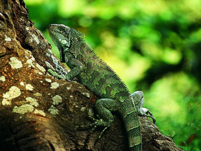 Бородатая игуана