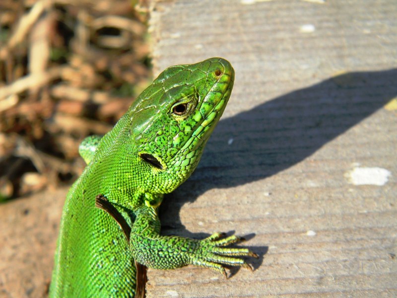 Бородатая агама хамелеон