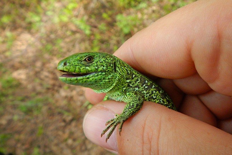 Ящерица Lacerta Agilis