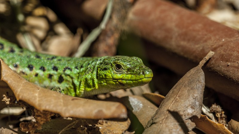 Ящерица прыткая Тритон