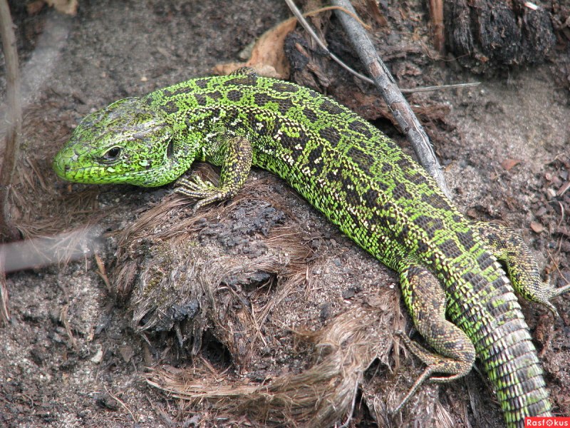 Виридис ящерица