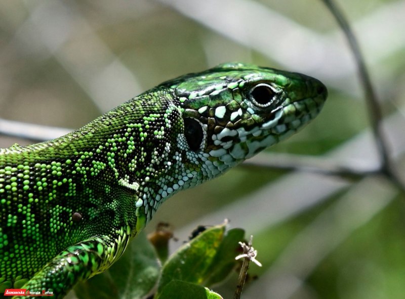 Кавказская агама ящерица