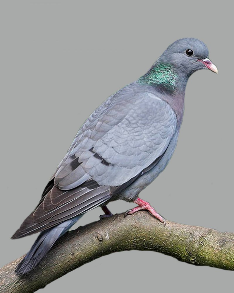 Клинтух (Columba Oenas)