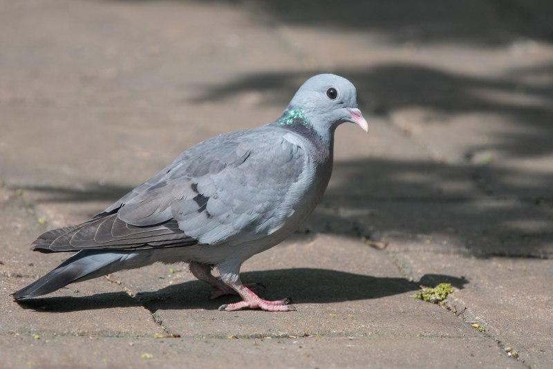 Клинтух (Columba Oenas)