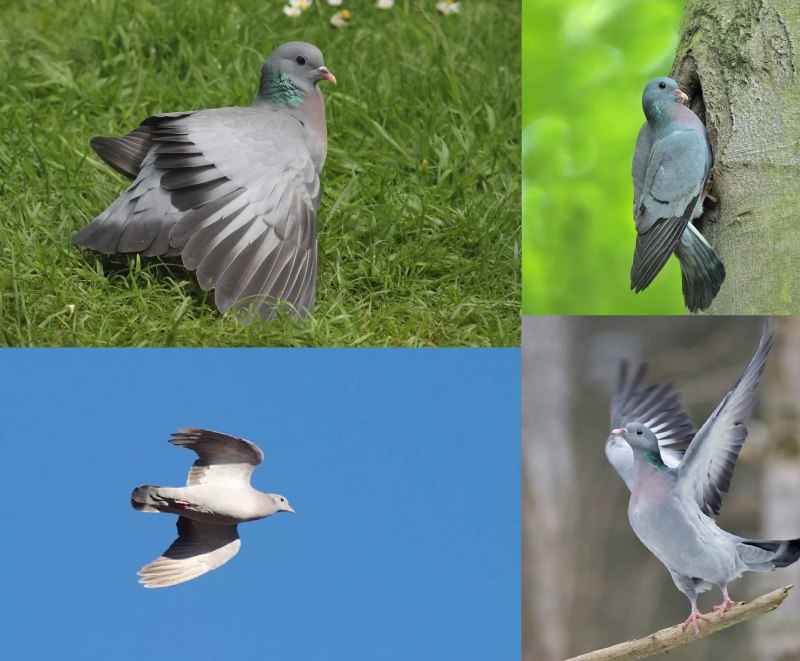 Голубь Columba palumbus