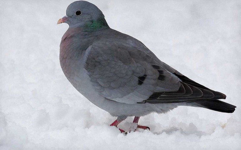 Columba rupestris