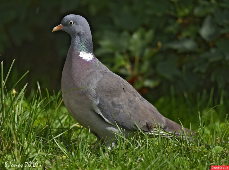 Клинтух (Columba Oenas)