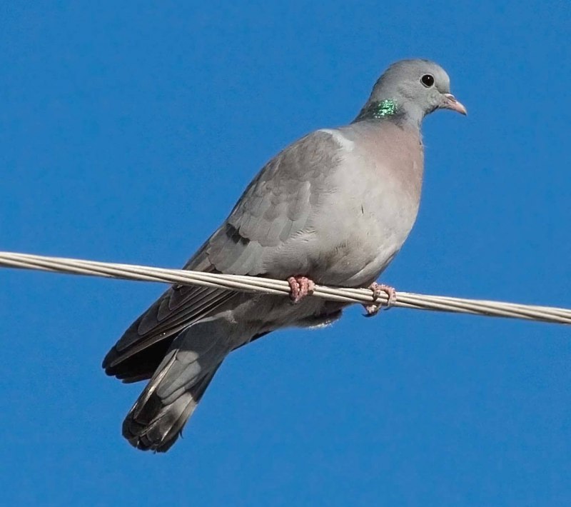 Клинтух (Columba Oenas)