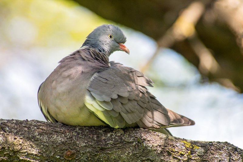Вяхирь (Columba palumbus)