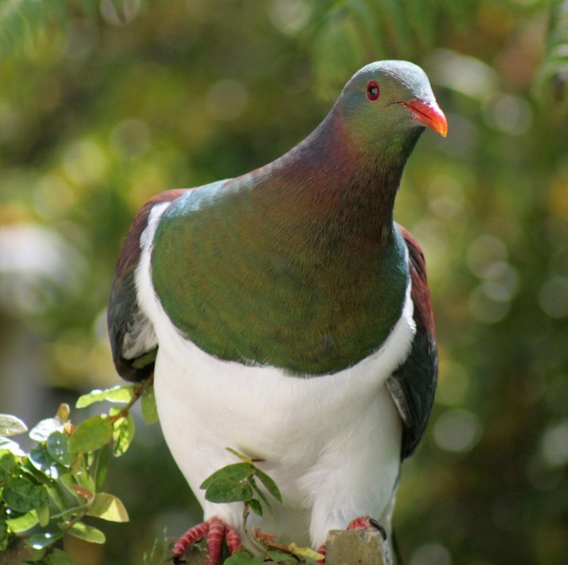 Вяхирь (Columba palumbus)