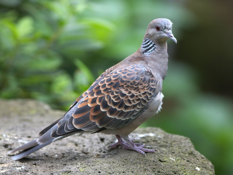 Сизый голубь – Columba Livia GM.