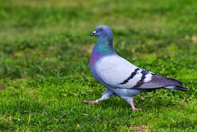 Columba Livia