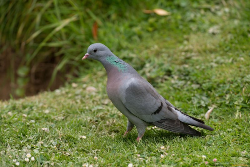 Сизый голубь – Columba Livia GM.