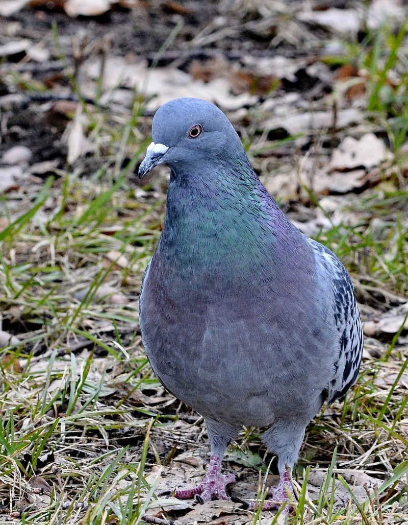 Columba Livia