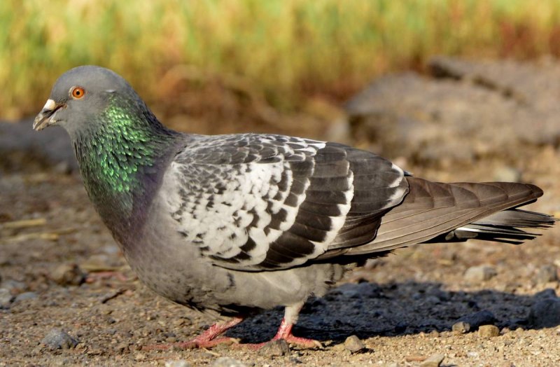 Сизый голубь – Columba Livia GM.