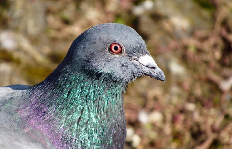 Columba Livia Gmelin
