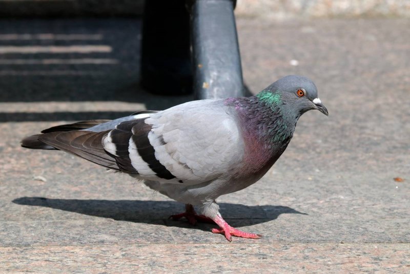 Columba Livia