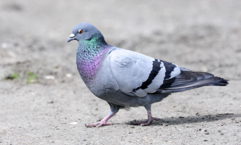 Сизый голубь (Columba Livia). Птицы России