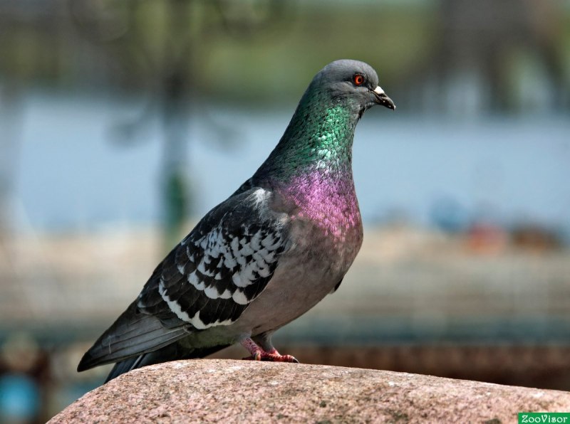 Птица Columba Livia