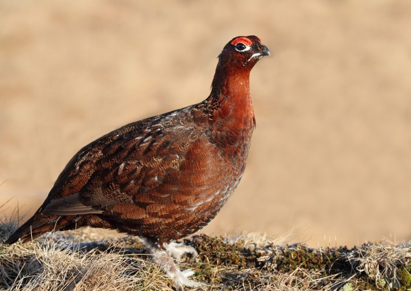Кавказский улар (Tetraogallus caucasicus)