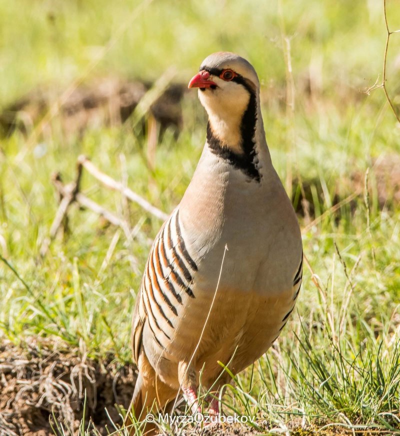 Кеклик (Alectoris Chukar)