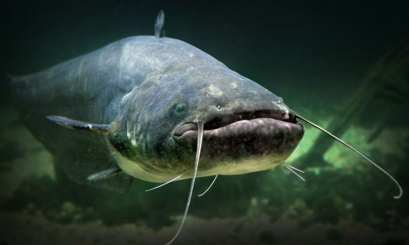 Silurus GLANIS