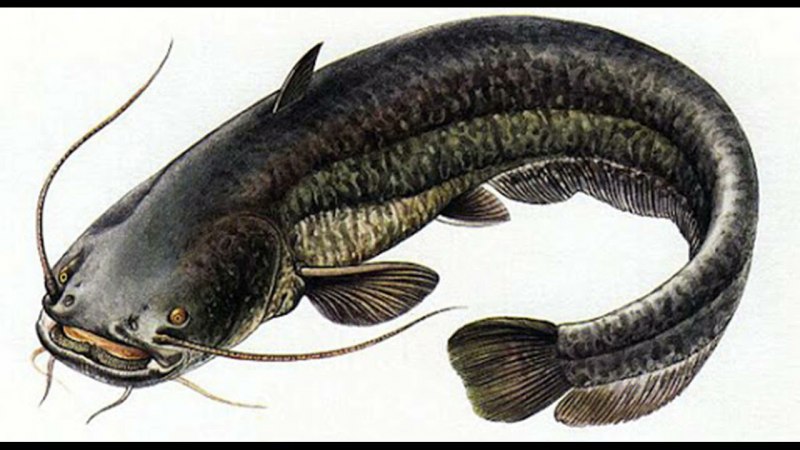 Обыкнове́нный сом Silurus GLANIS)