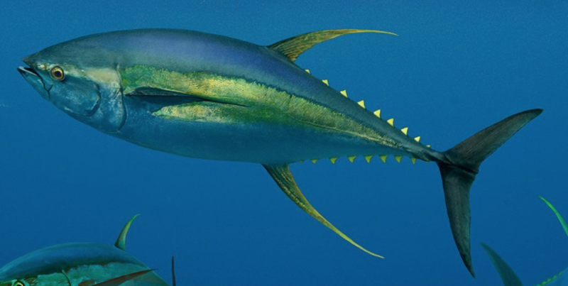 Желтопёрый тунец Thunnus Albacares