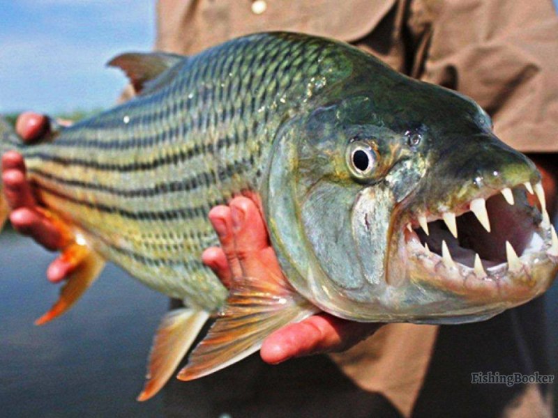 Hydrocynus Goliath