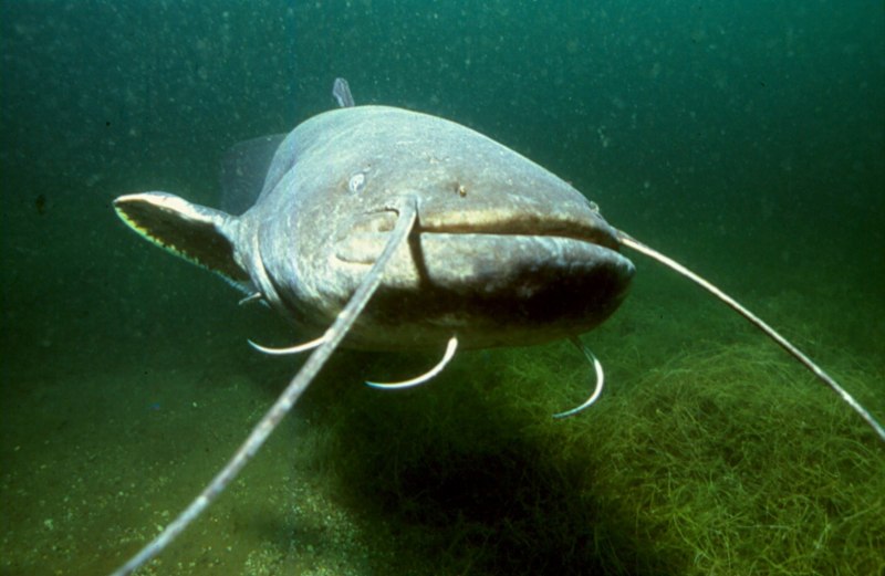 Silurus GLANIS рыба