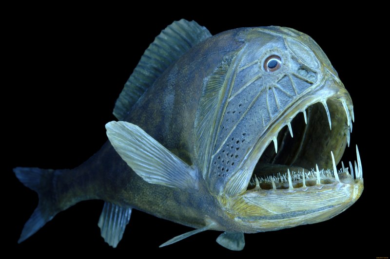 Саблезуб (Anoplogaster cornuta)
