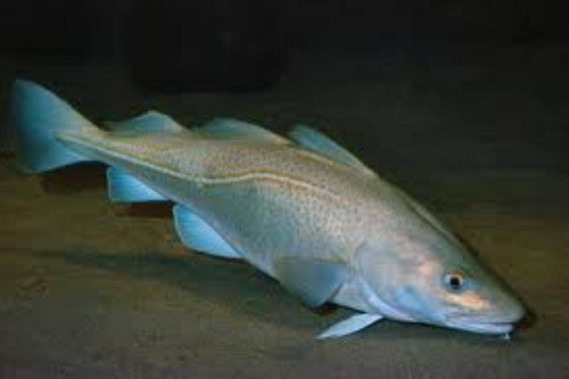 Треска gadus morhua