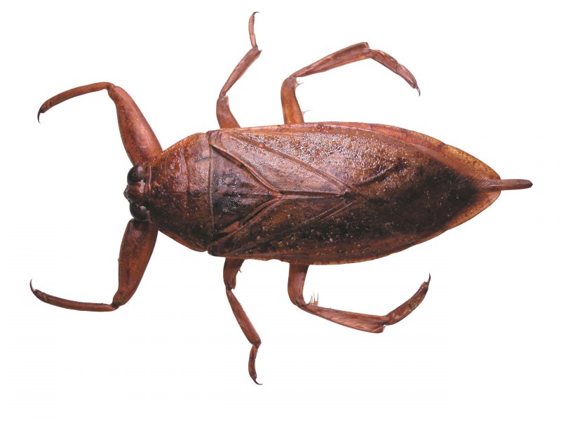 Giant Bug