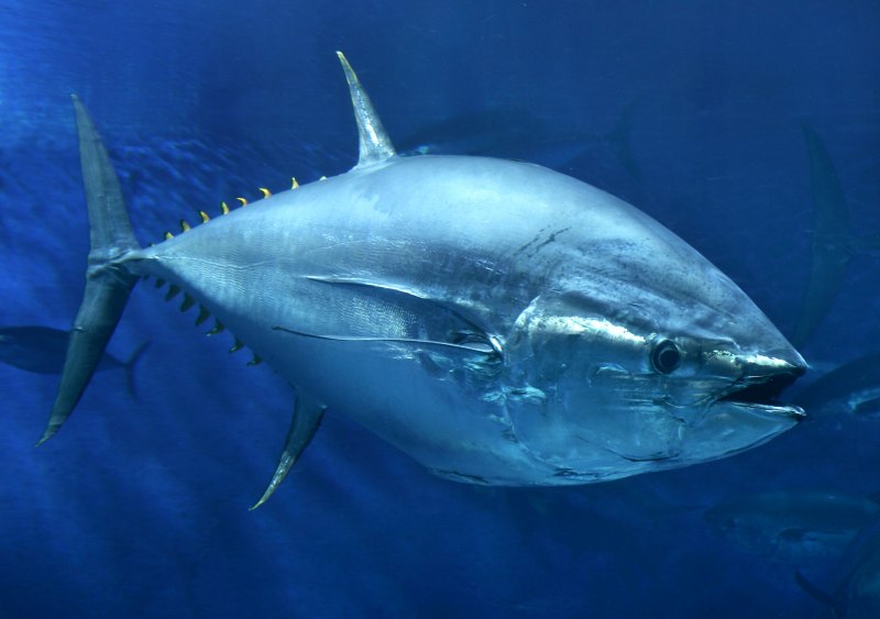 Синий тунец (63 фото)