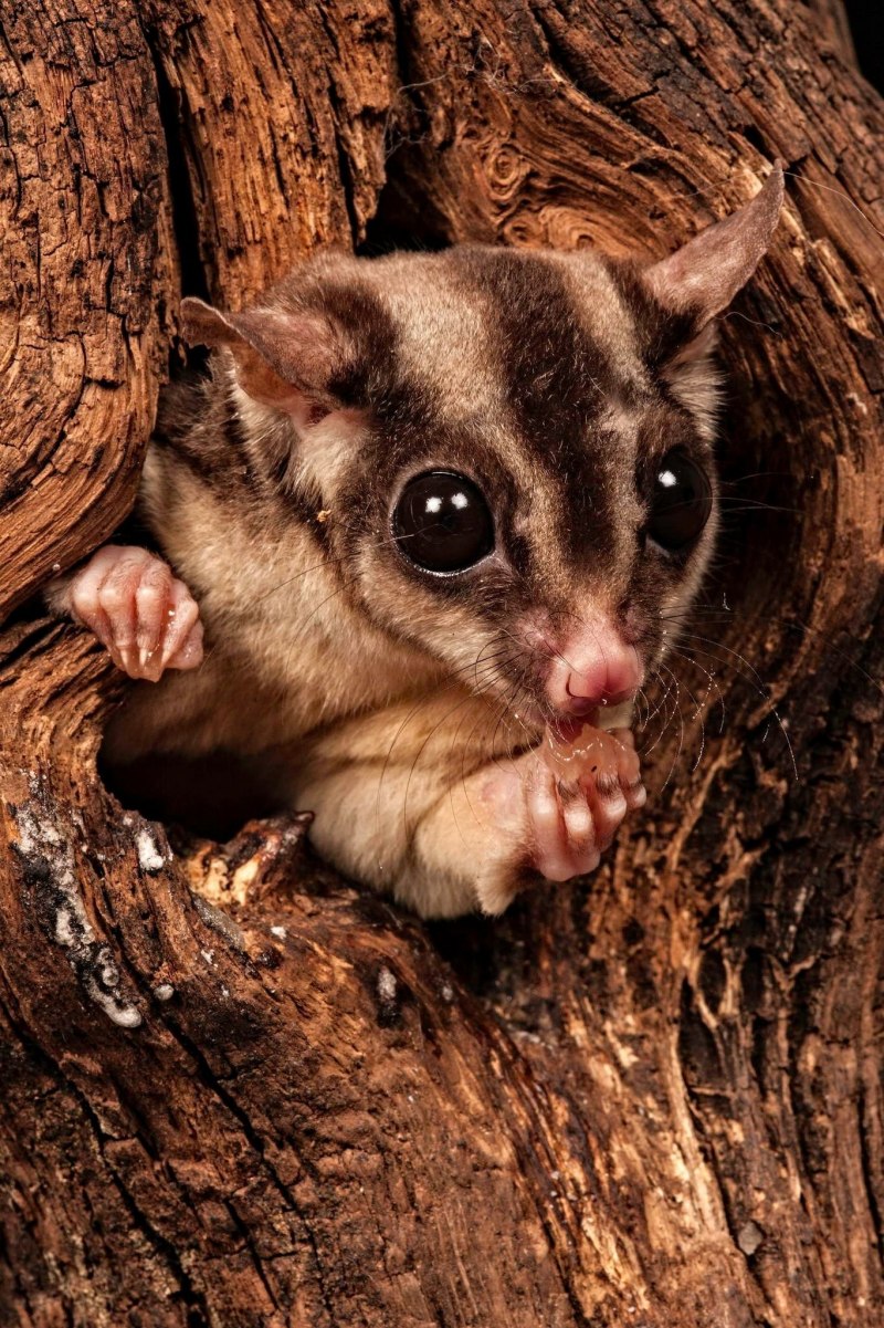 Летяга обыкновенная Pteromys volans