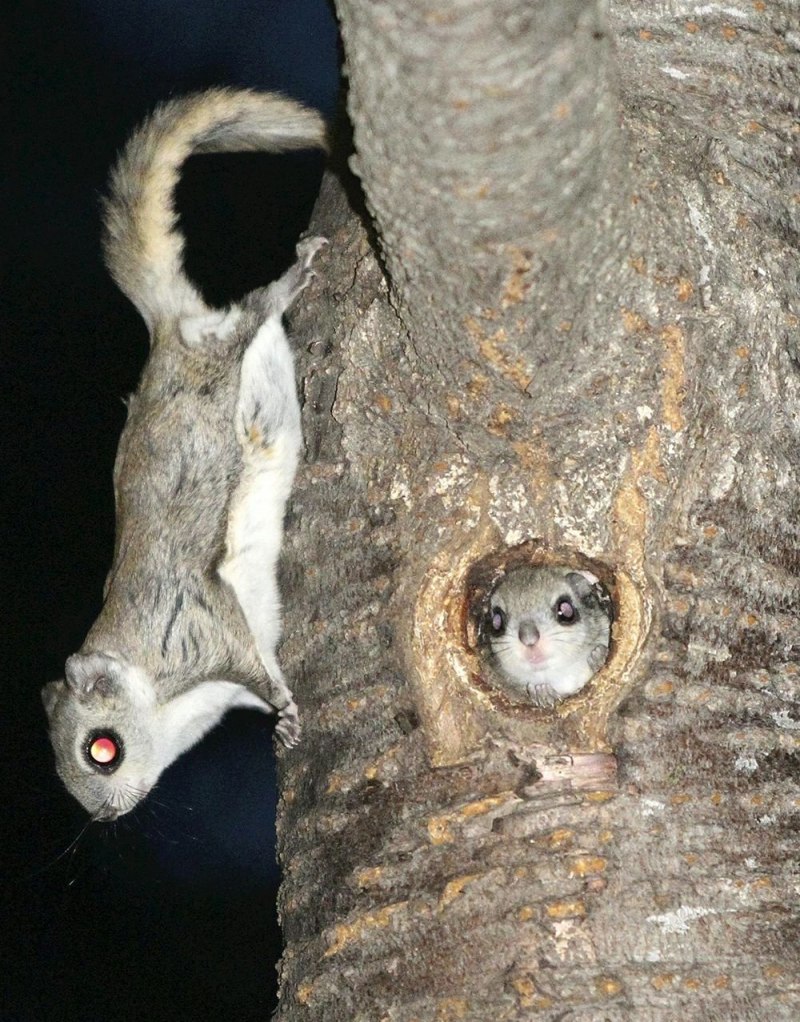 Glaucomys sabrinus