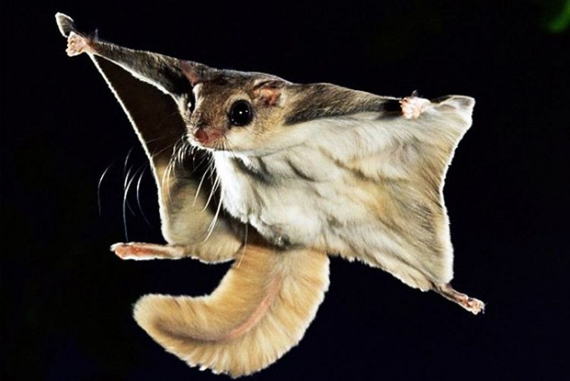 Мышь летяга (58 фото)