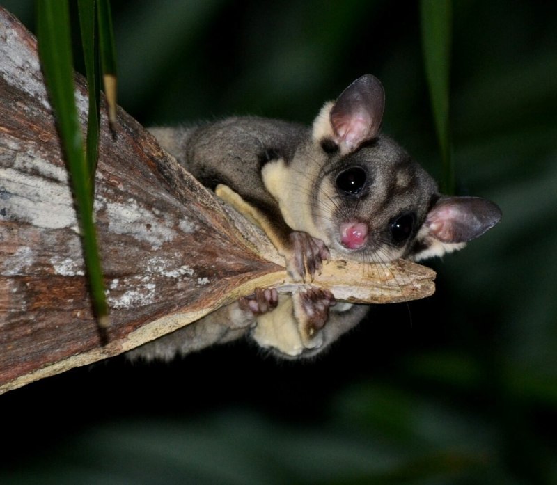 Летяга обыкновенная Pteromys volans
