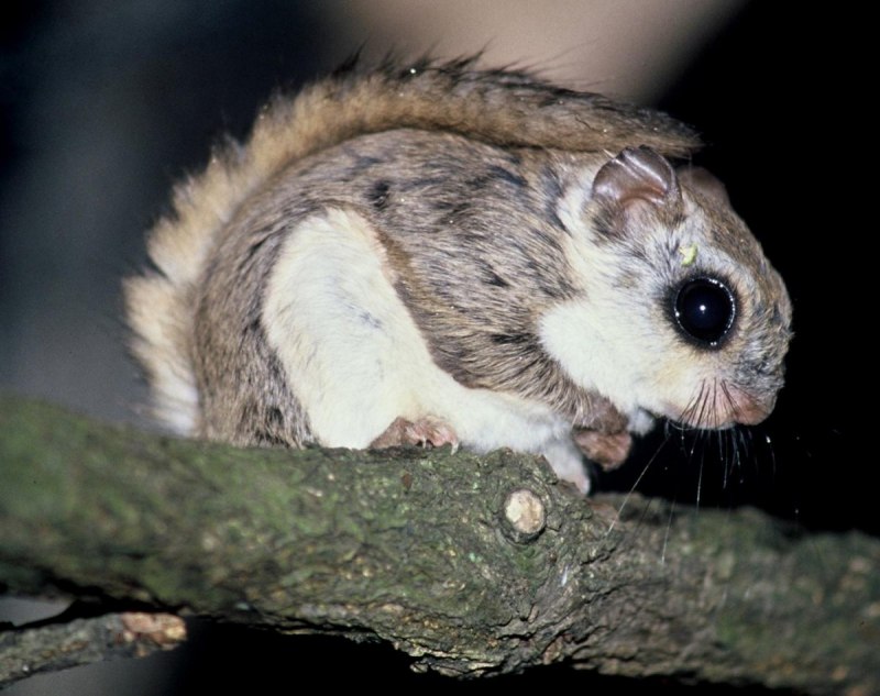 Летяга обыкновенная Pteromys volans