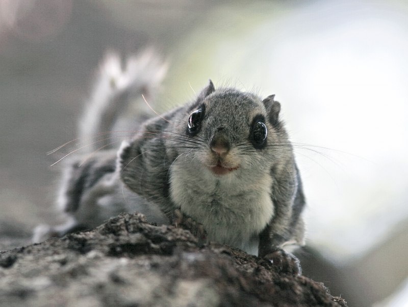 Pteromys volans
