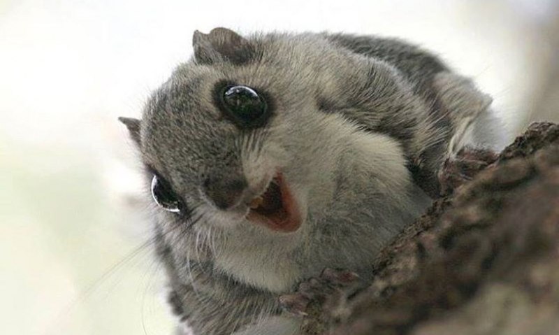 Летяга обыкновенная Pteromys volans