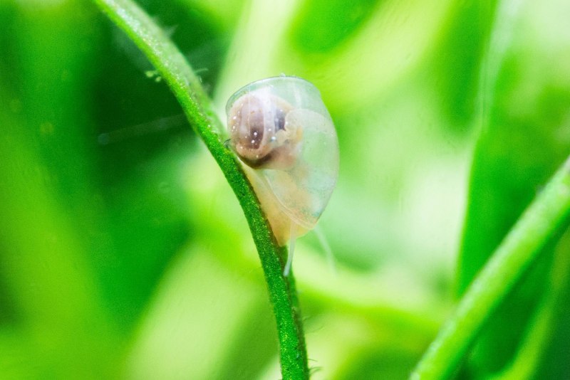 Ancylus fluviatilis