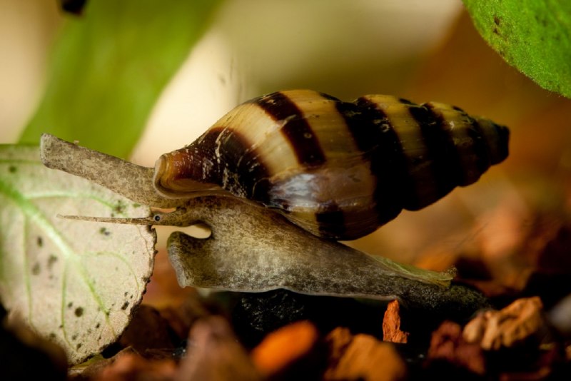 Ramshorn Snail улитка катушка