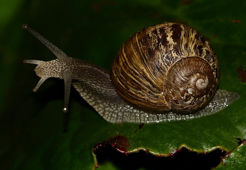 Улитка escargot