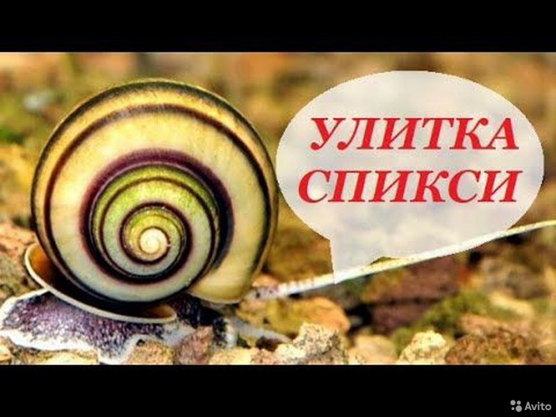 СЛИЗНЯК прудовик