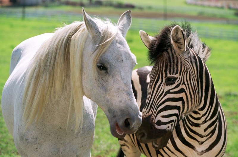 Зебра лошадь (47 фото)