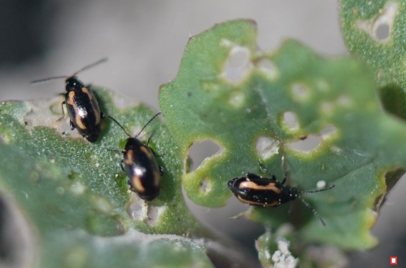 Phyllotreta nemorum