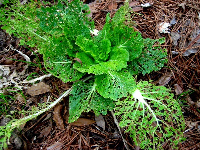 Epitrix cucumeris