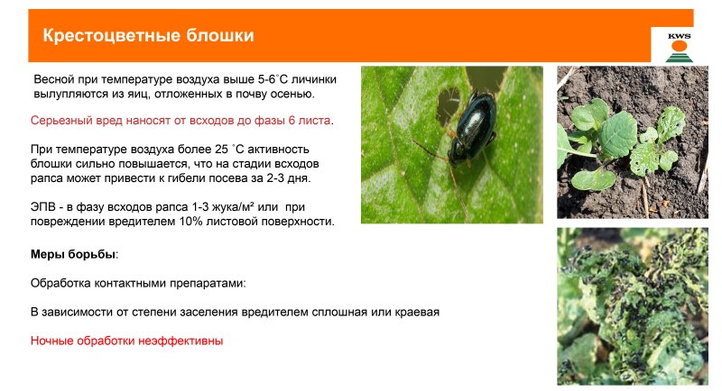 Корневой Жук
