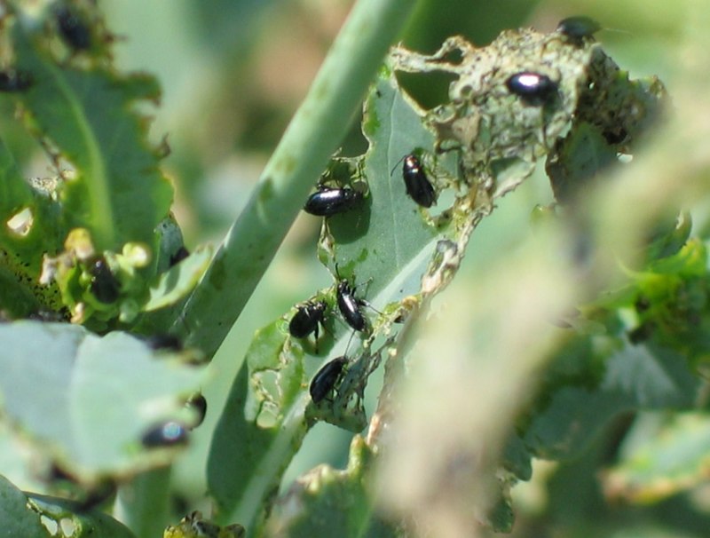 Блошка черная крестоцветная (Phyllotreta atra f.)